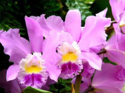 orhidee Laeliocattleya