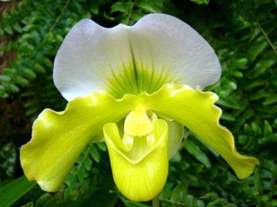 orhidee Paphiopedilum