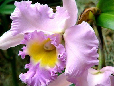 orhidee Pink Mist, Brassolaeliocattleya
