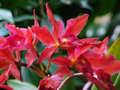 orhidee rosie (Sophrolaeliocattleya)