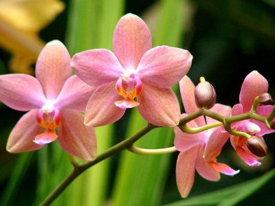 orhidee roz