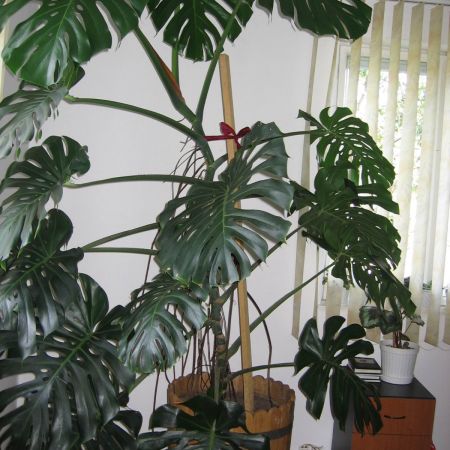 pHILODENDRON