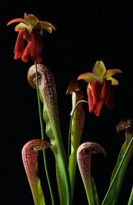 planta carnivora - Sarracenia