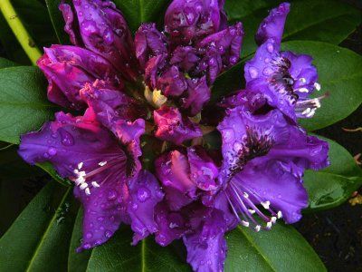 rhododendron violet