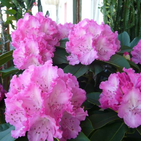 RODODENDRON