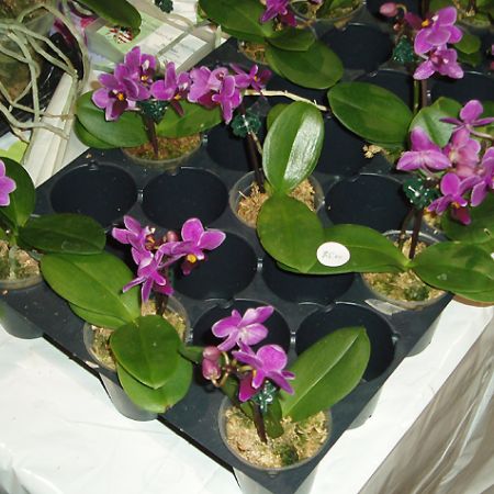 GS Mini-orhidee