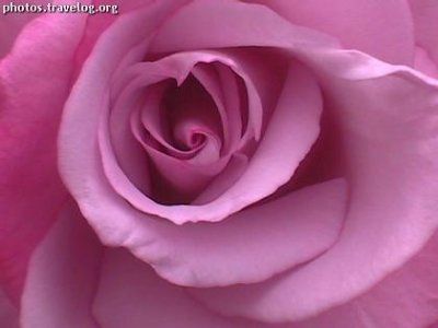 trandafir roz (macro)