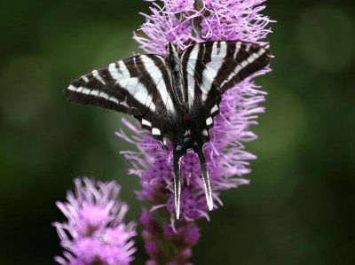 zebra swallotail butterfly