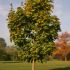 acer platanoides - artar european