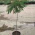 Albizia julibrissin