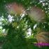 arborele de matase ( albizzia )