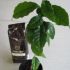 Arbore de Cafea de v�nzare