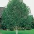 betula pendula jacquemontii