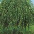 BETULA PENDULA YOUNGII - MESTEACAN PLETOS