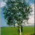 betula pendula - mesteacan