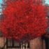 betula purpurea - mesteacan purpuriu 250-300cm