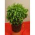 buxus  tufa 35 cm     5 lei