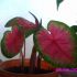 caladium
