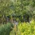 chamaecyparis aurea 