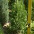 chamaecyparis erecta viridis 