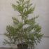 cupresocyparis gold  120cm
