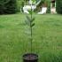 Dafin de v�nzare