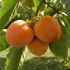 Diospyros kaki - Curmal japonez