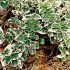 Euonymus fortunei Emerald gaiety (Euonymus fortunei Emerald gaiety)