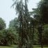 fagus pendula- fag pletos  250-300cm