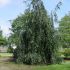 fagus pendula - fag pletos