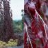 fagus purple fountain 