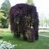 fagus purpurea pendula 250-300cm