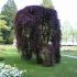 fagus purpurea pendula  -fag pletos purpuriu