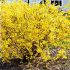 Forsythia x intermedia