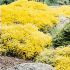 Genista lydia (Genista lydia)