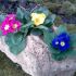 jardiniera din tuf calcaros- unicat