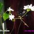 jasmin