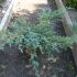 juniperus blue carpet - tarator    25 lei