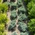 juniperus blue star 20 lei