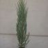 juniperus blue tower 80-90cm