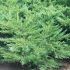Arbusti ornamentali tuia, ienupar, plante pentru garduri vii, gradina si spatii verzi