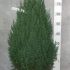 juniperus stricta 80/90 cm