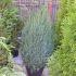 juniperus stricta  90-100cm  30 lei