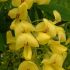 Laburnum Vossii