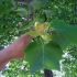 liriodendron tulipifera