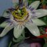 passiflora caerulea