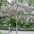 Paulownia