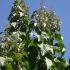Paulownia