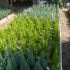 plante mixte 15 lei 