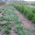 plante pentru terasa ta  buxus,tuia